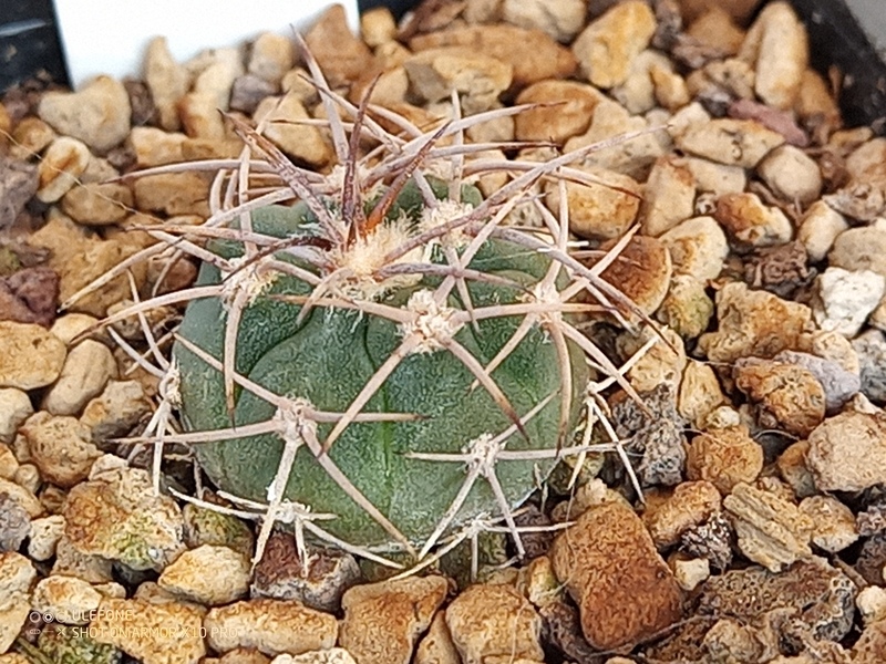 gymnocalycium accorugatum