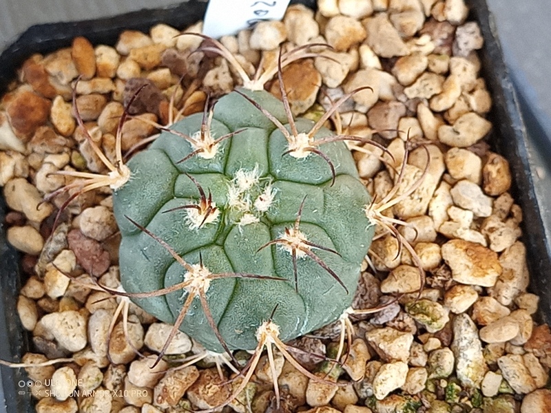 Gymnocalycium izozogsii 