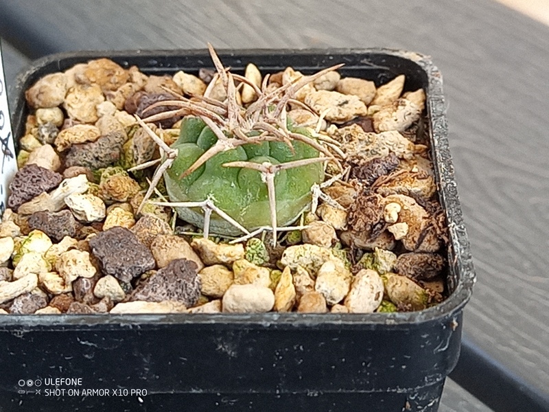 Gymnocalycium ferox v. ferocior 