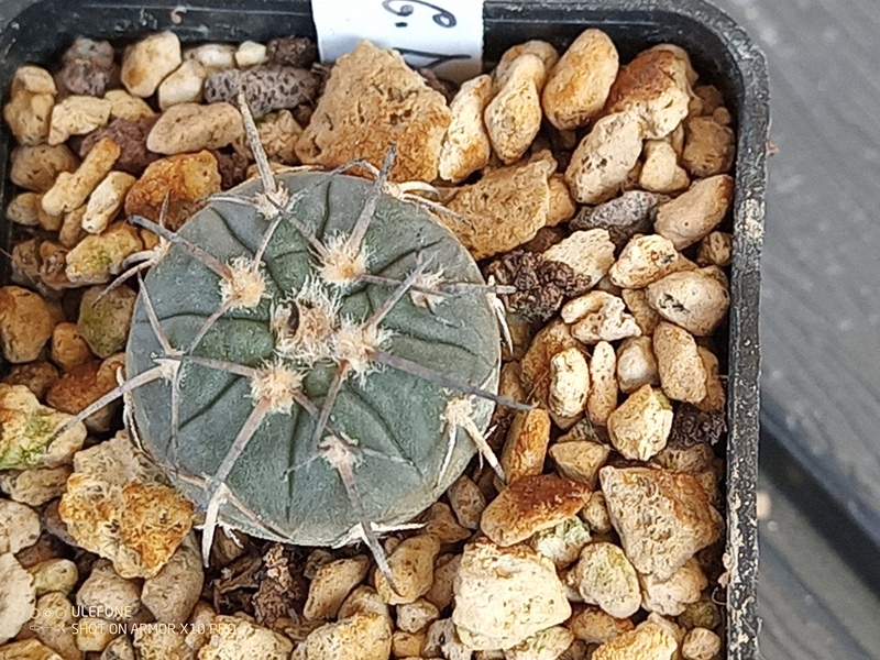 Gymnocalycium spegazzinii DSF248