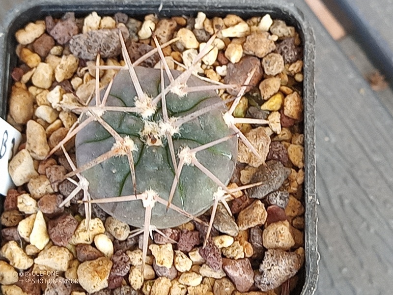 Gymnocalycium spegazzinii 