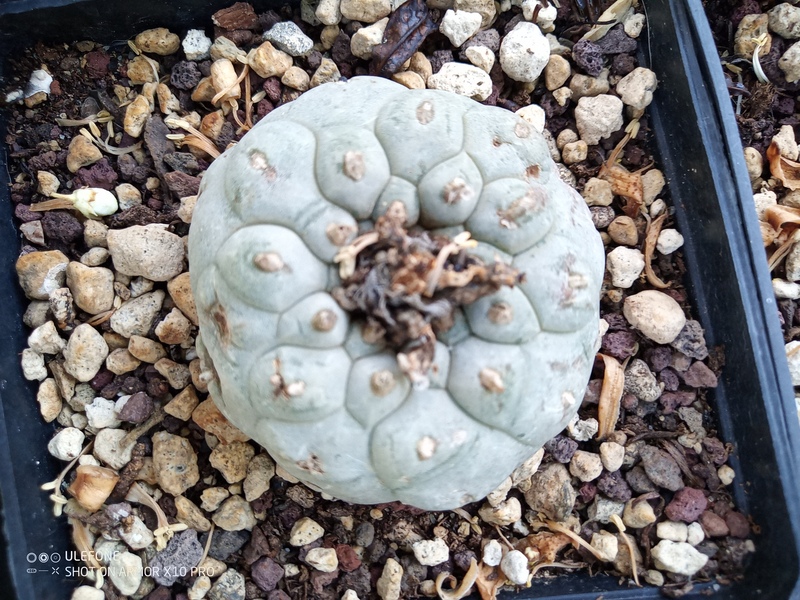 Lophophora fricii 