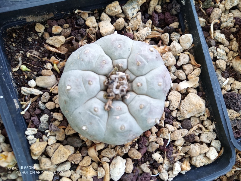 Lophophora fricii 