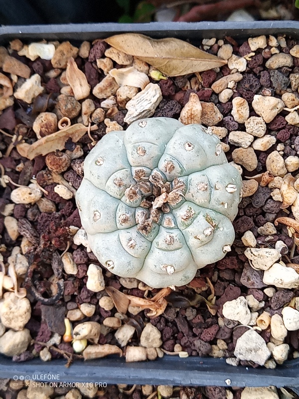 Lophophora fricii 