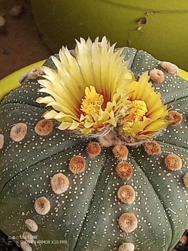 astrophytum asterias