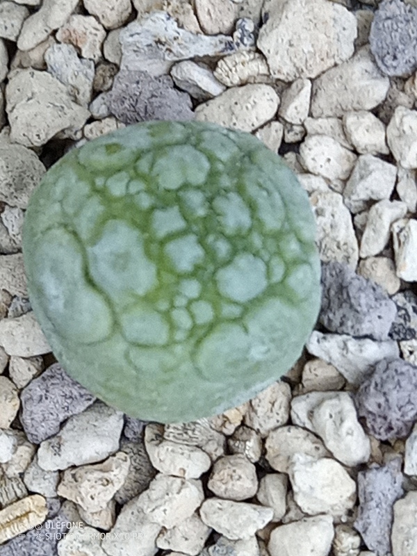 Pseudolithos migiurtinus 