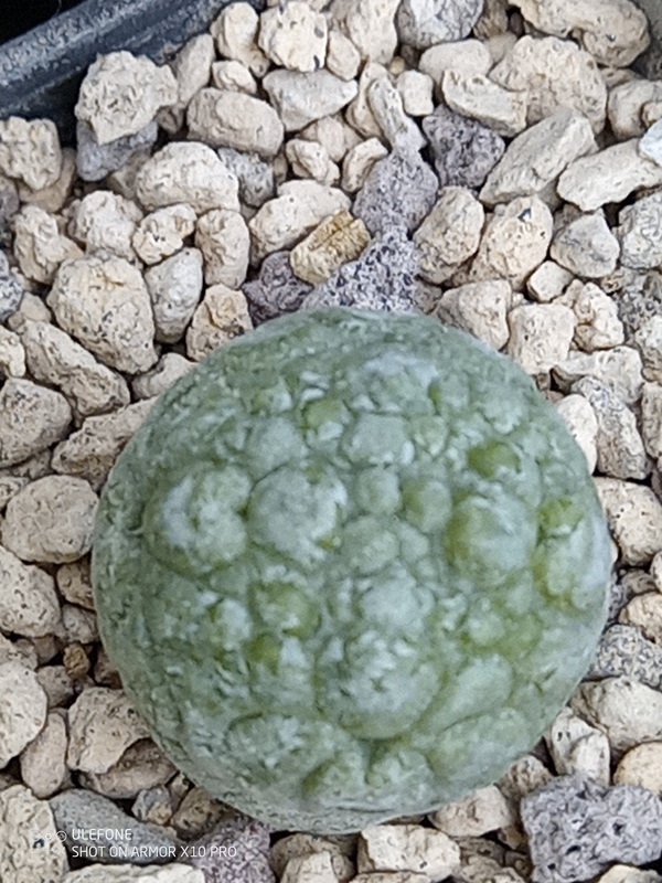 Pseudolithos migiurtinus 