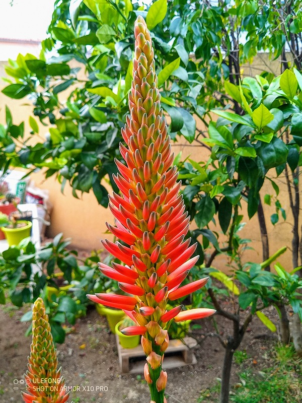 aloe arborescens