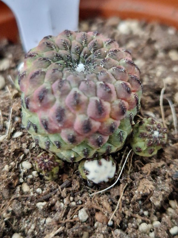 Sulcorebutia rauschii 