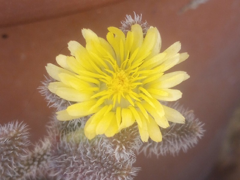 Delosperma echinatum 