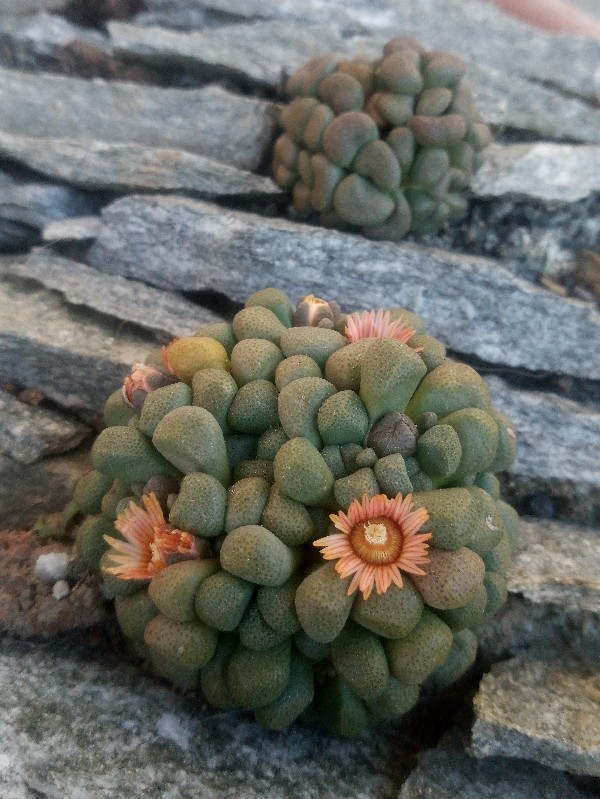 aloinopsis schooneesii