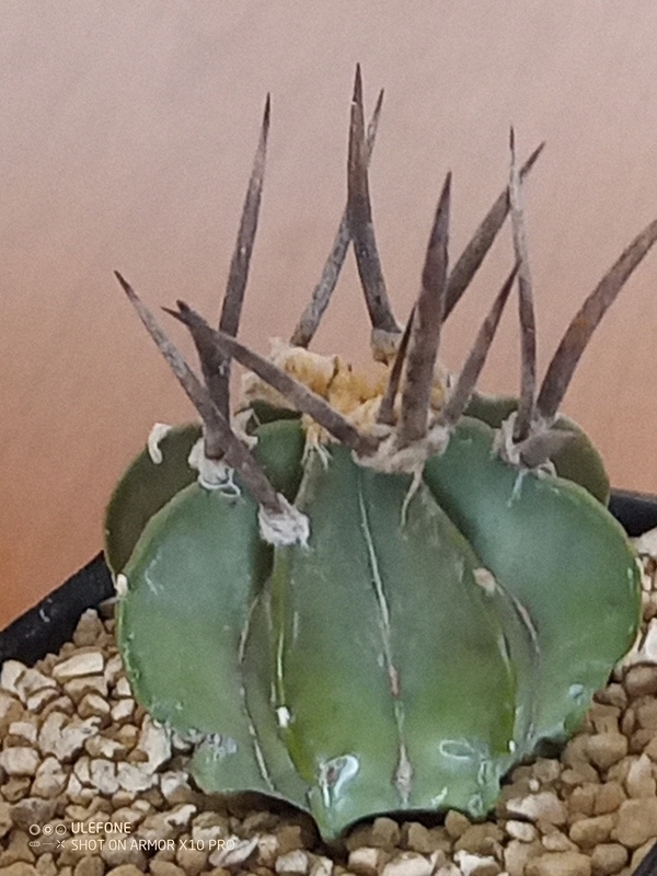 astrophytum capricorne var. crassispinum cv. taiho-gyoku