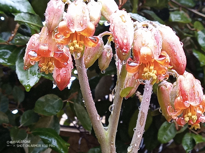 Cotyledon macrantha 