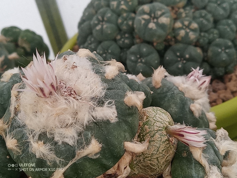 Lophophora koehresii 