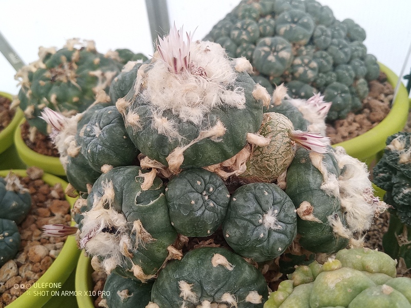 lophophora koehresii