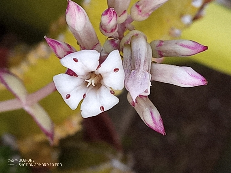 Kalanchoe synsepala 