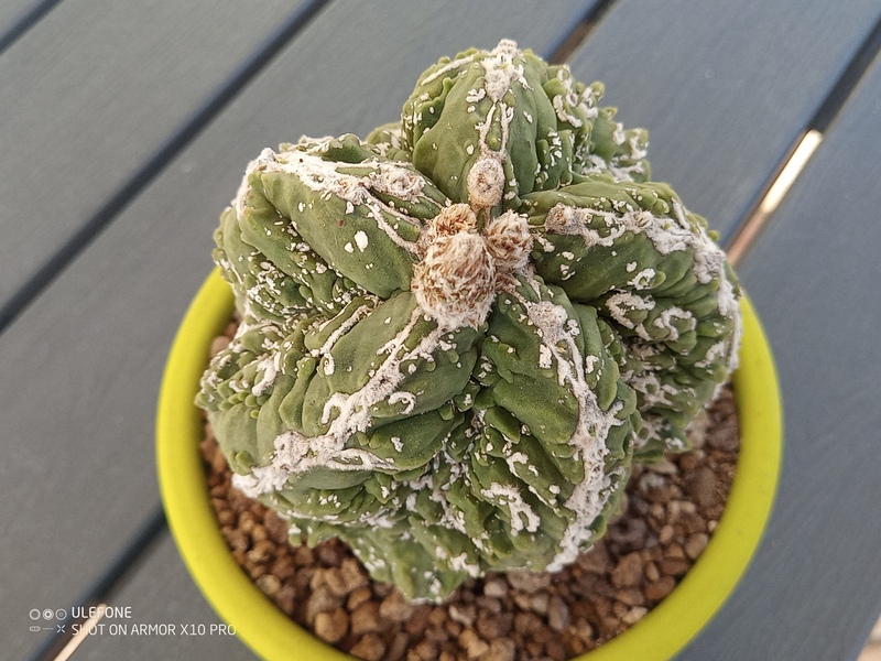 Astrophytum myriostigma cv fukuryu hanya sazanami 