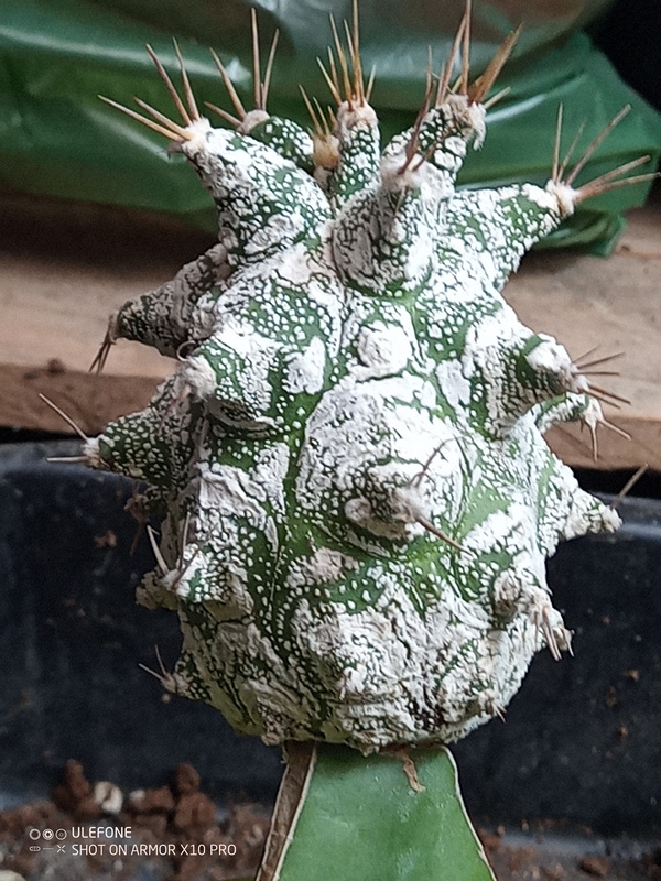 Astrophytum ornatum  cv. kikko 