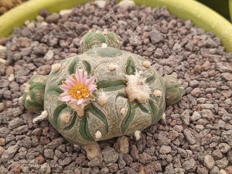 lophophora williamsii