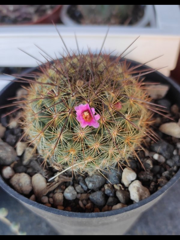 Mammillaria cv. ginsa-maru 