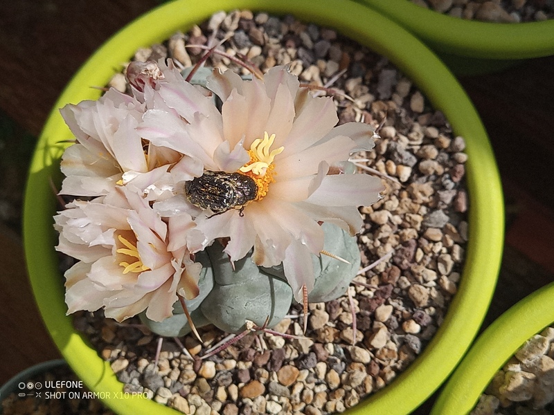 Thelocactus hexaedrophorus 