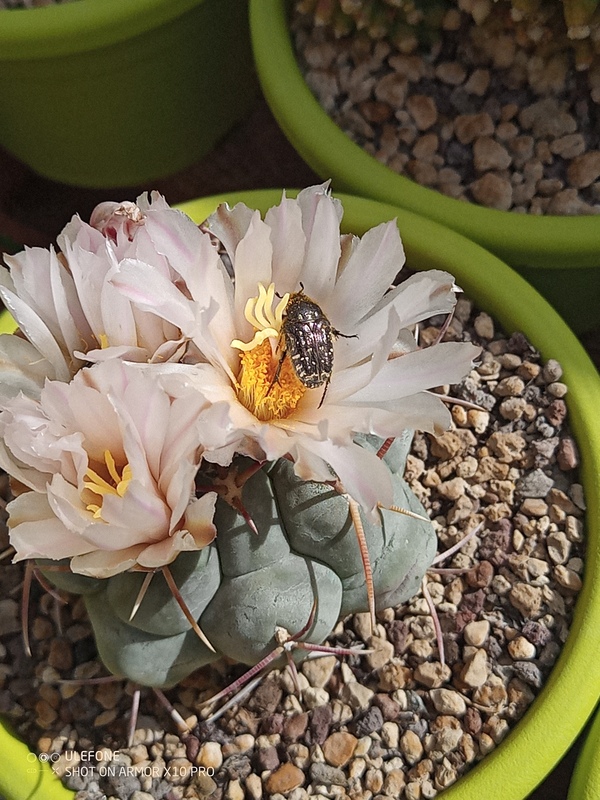 Thelocactus hexaedrophorus 