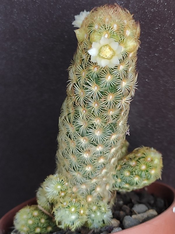 mammillaria elongata