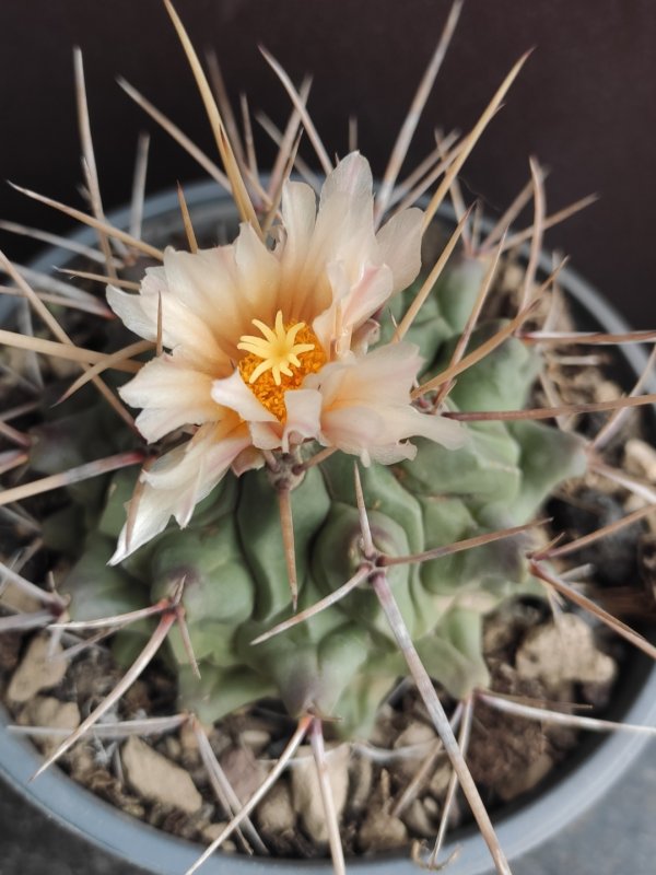 Thelocactus rinconensis v. nidulans 