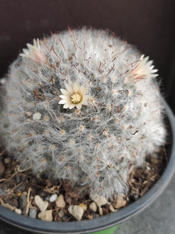 Mammillaria bocasana 