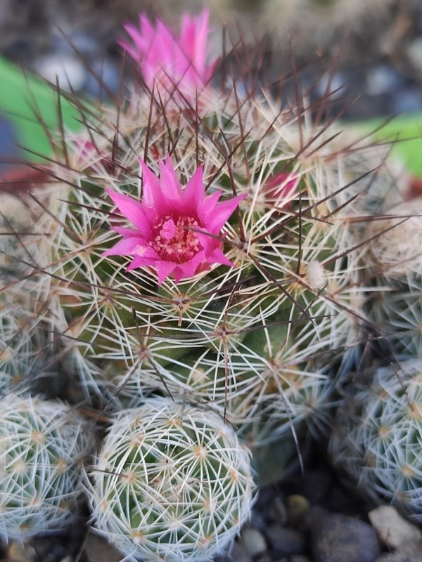 Mammillaria vetula ssp. gracilis 