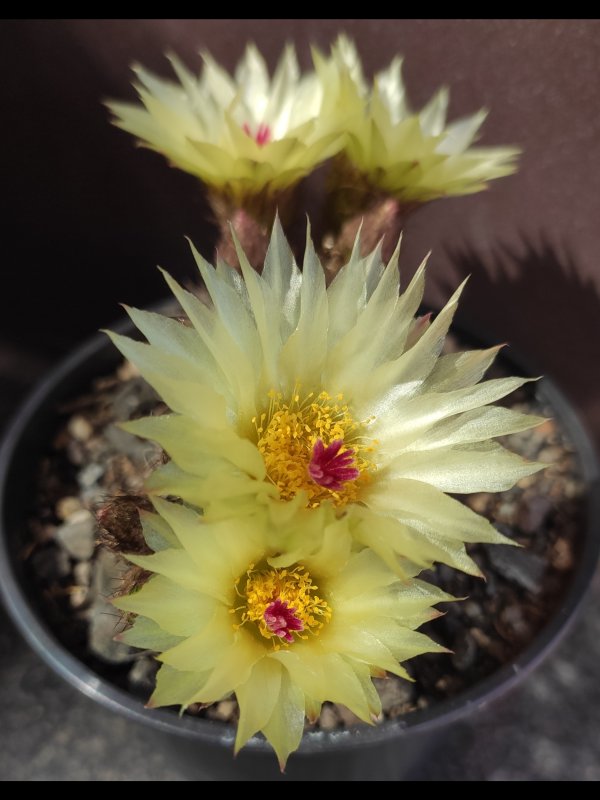 Notocactus schlosseri 