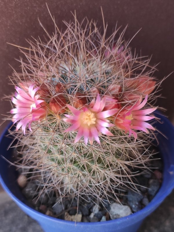 Mammillaria rekoi ssp. leptacantha 