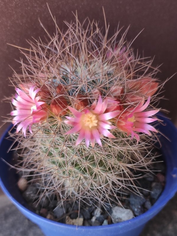 Mammillaria rekoi ssp. leptacantha 