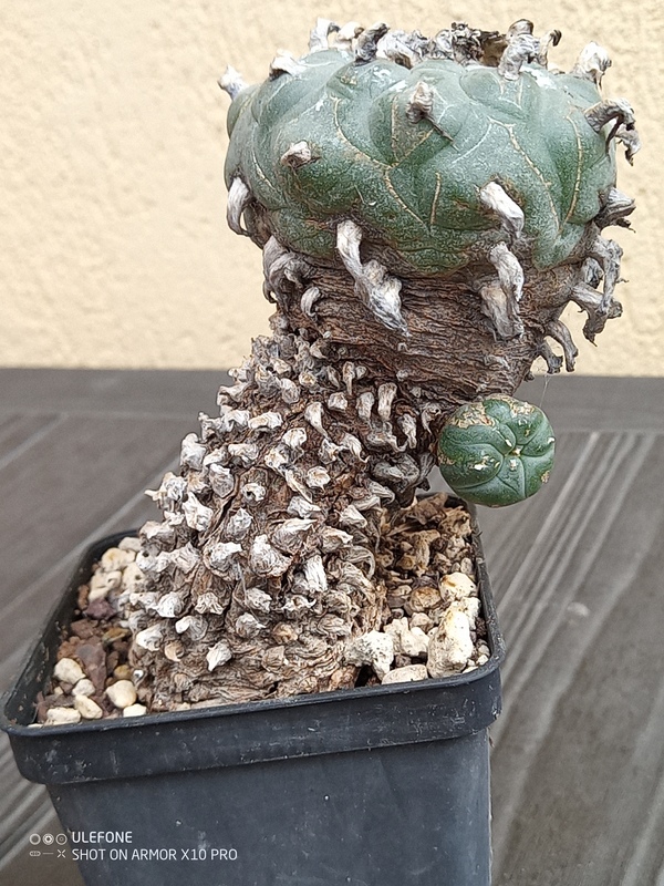 Lophophora williamsii 