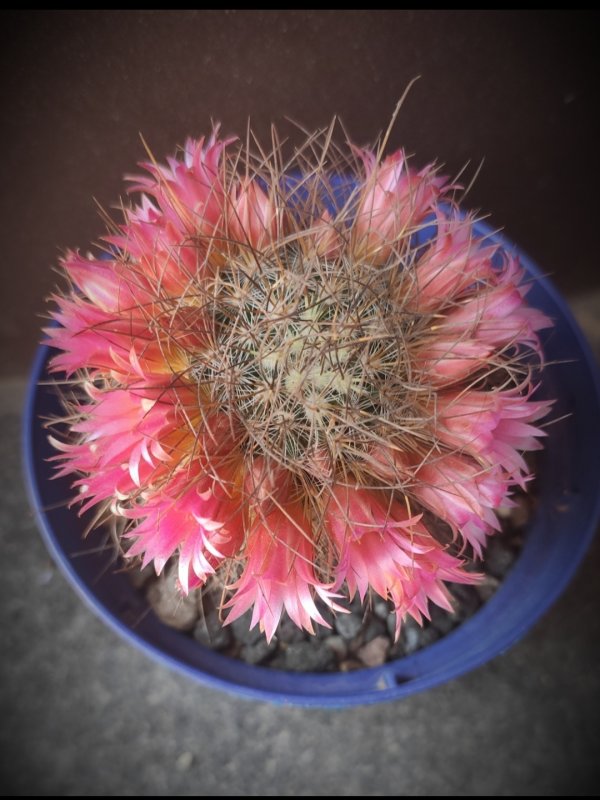 Mammillaria rekoi ssp. leptacantha 