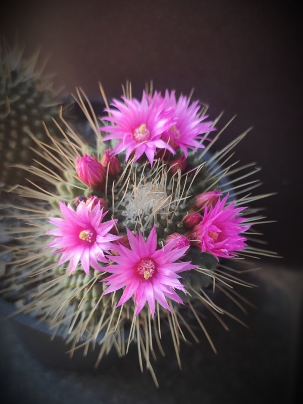 Mammillaria polythele cv. un pico 