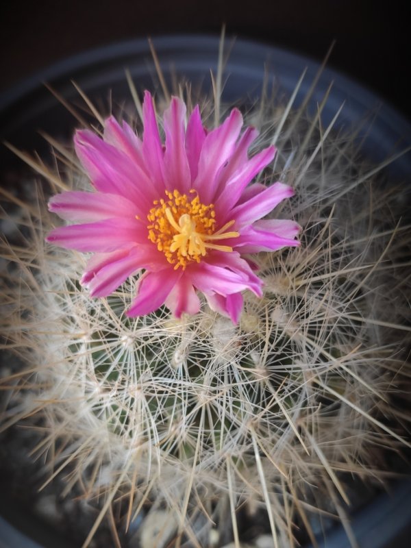 Thelocactus macdowellii 