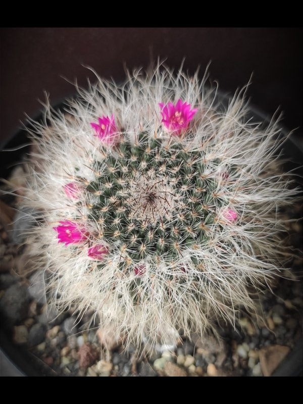 Mammillaria hahniana 