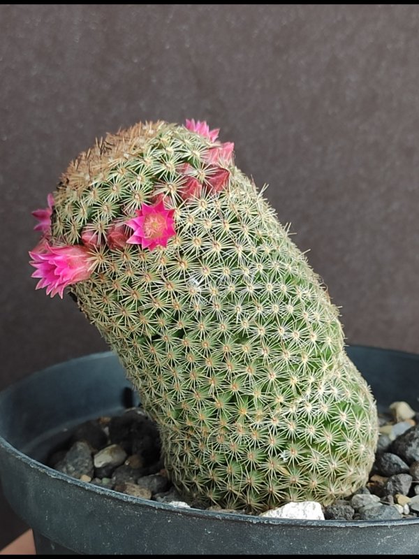 Mammillaria matudae 