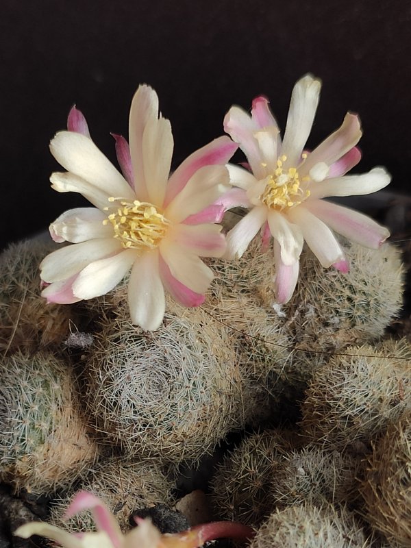 Rebutia cv. sunrise 