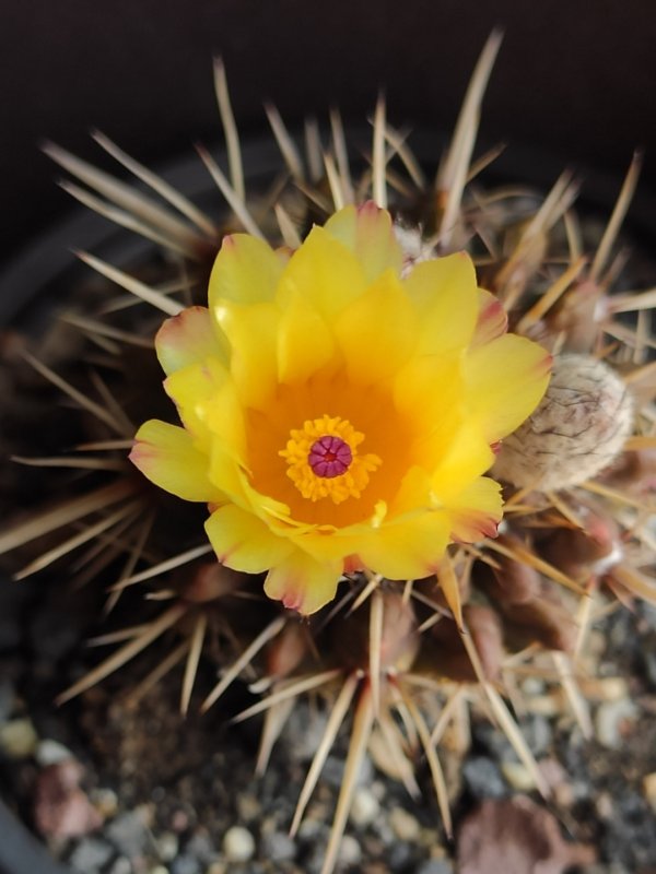 Notocactus submammulosus 