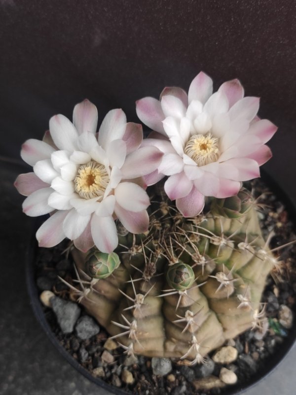 Gymnocalycium anisitsii 