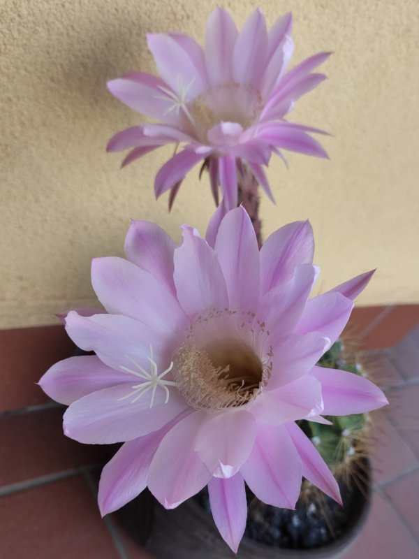 Echinopsis oxygona 