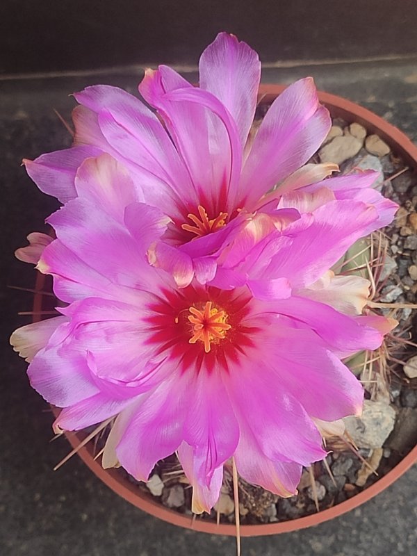 thelocactus bicolor