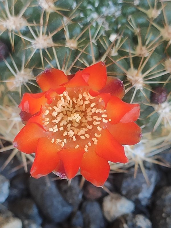 weingartia trollii