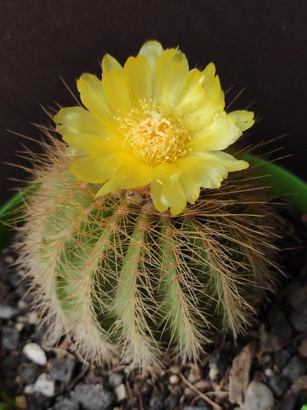 notocactus warasii