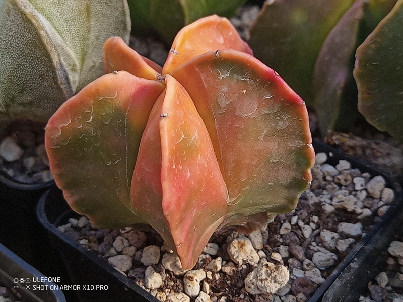 Astrophytum myriostigma cv. KOH YO 