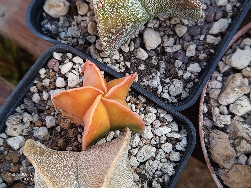 Astrophytum myriostigma cv. KOH YO 