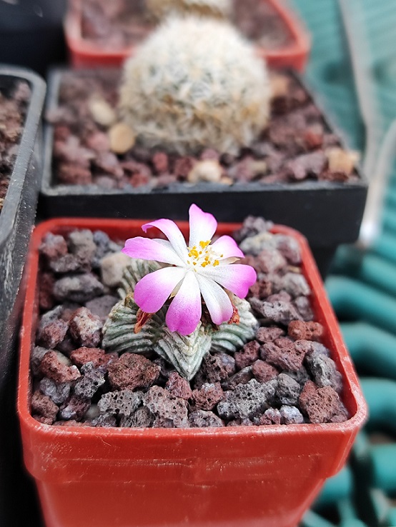 Aztekium valdezii 