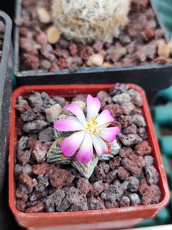 Aztekium valdezii 